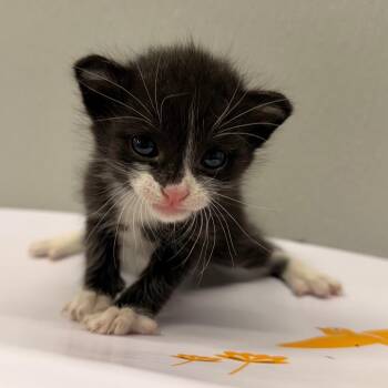 Robbie -  Domestic Short Hair Cat for Adoption in Tampa, Florida - Robbie | PetCurious