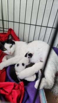 Jasmine -  Turkish Van and Domestic Short Hair Cat for Adoption in San Antonio, Texas - Jasmine | PetCurious