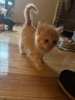 Mango -  Domestic Long Hair Cat for Adoption in Union Grove, Wisconsin - Mango | PetCurious