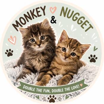 MONKEY & NUGGET -  Domestic Medium Hair and Maine Coon Cat Available for Adoption in Lakesite, Tennessee - MONKEY & NUGGET | PetCurious