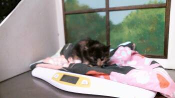 A2098252 -  Domestic Long Hair and Domestic Short Hair Cat for Adoption in Houston, Texas - A2098252 | PetCurious