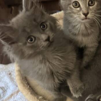 Wendy -  Domestic Medium Hair Cat for Adoption in Potomac, Maryland - Wendy | PetCurious
