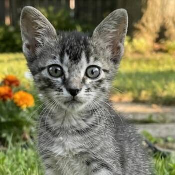 Duchess -  Domestic Short Hair Cat for Adoption in Wadena, Minnesota - Duchess | PetCurious