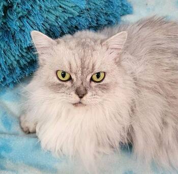 DIXIE -  Persian Cat for Adoption in Powder Springs, Georgia - DIXIE | PetCurious
