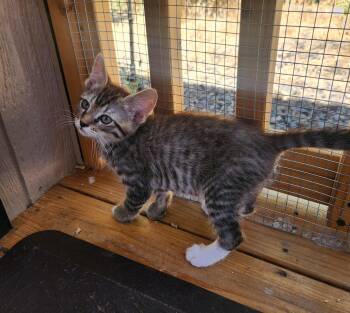 Toby -  Domestic Short Hair Cat for Adoption in Yarnell, Arizona - Toby | PetCurious