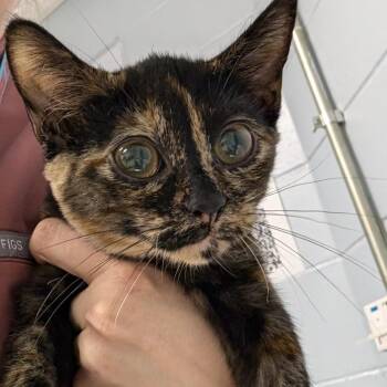 Susan -  Domestic Short Hair Cat for Adoption in Indianapolis, Indiana - Susan | PetCurious