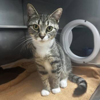 Domestic Short Hair Cats Available for Adoption in Blue Ridge, Georgia - Lara | PetCurious