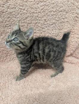 Pebble -  Domestic Short Hair Cat for Adoption in Taylorsville, Kentucky - Pebble | PetCurious