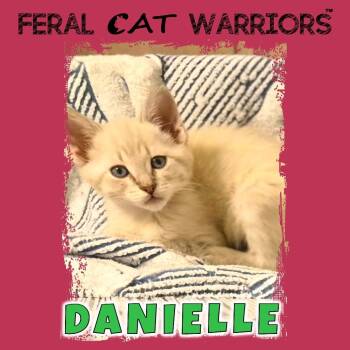 Domestic Short Hair Cats Available for Adoption in Kingman, Arizona - Danielle | PetCurious