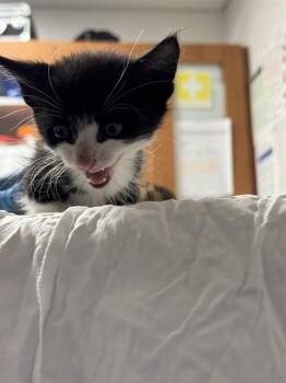 FRANKIE -  Domestic Short Hair Cat for Adoption in Fort Lauderdale, Florida - FRANKIE | PetCurious