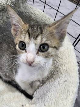 Willy -  Domestic Short Hair Cat for Adoption in The Woodlands, Texas - Willy | PetCurious