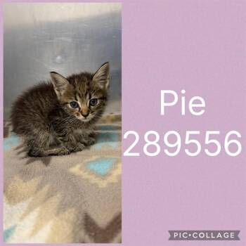 PIE -  Domestic Short Hair Cat for Adoption in Macon, Georgia - PIE | PetCurious