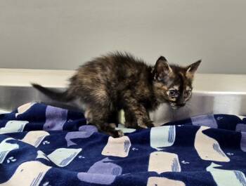 Rescue Domestic Medium Hair Cats for Adoption in Dickson, Tennessee - Abby | PetCurious
