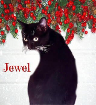 Rescue Domestic Short Hair Cats for Adoption in Culpeper, Virginia - Jewel | PetCurious