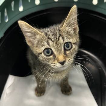 Chex Mix -  Domestic Short Hair Cat for Adoption in Greensboro, North Carolina - Chex Mix | PetCurious