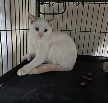 Fuego -  Siamese Cat for Adoption in Tampa, Florida - Fuego | PetCurious