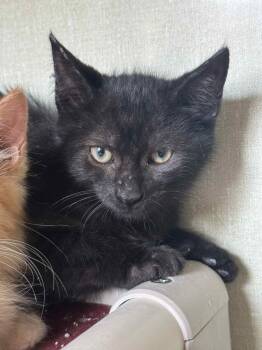 Rescue Domestic Short Hair Cats for Adoption in Marion, Ohio - Fig | PetCurious