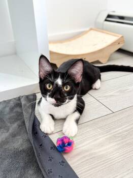 Rescue Domestic Short Hair Cats for Adoption in Calgary, Alberta - Vaporeon | PetCurious