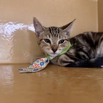 Bobby -  Domestic Short Hair Cat for Adoption in Spokane, Washington - Bobby | PetCurious