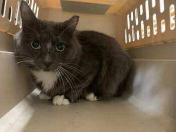 Rescue Domestic Long Hair and Domestic Short Hair Cats for Adoption in Buchanan Dam, Texas - Grady | PetCurious