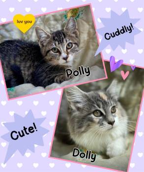 Dolly & Polly -  Domestic Long Hair and Domestic Short Hair Cat for Adoption in Dansville, New York - Dolly & Polly | PetCurious