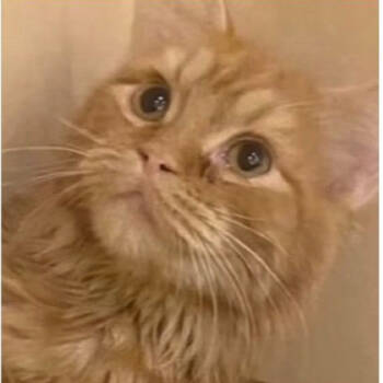 Rescue Domestic Short Hair Cats for Adoption in Merrifield, Virginia - Juma Kuwait | PetCurious