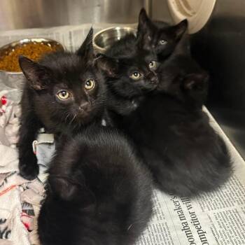Canny Dodgeball C11194 -  Domestic Short Hair Cat Available for Adoption - Canny Dodgeball C11194 | PetCurious