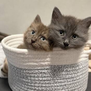 Maggie -  Domestic Medium Hair Cat for Adoption in Abbotsford, British Columbia - Maggie | PetCurious