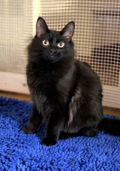 Smee -  Domestic Long Hair Cat for Adoption in Beaverton, Oregon - Smee | PetCurious