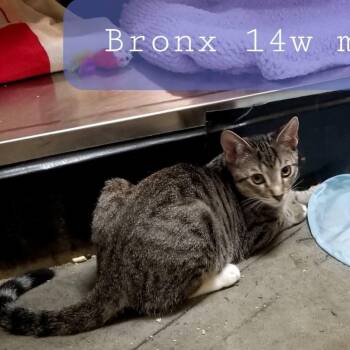 Bronx and Kusi -  Domestic Short Hair Cat for Adoption in Palm Harbor, Florida - Bronx And Kusi | PetCurious