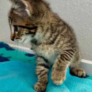 Victor -  Domestic Short Hair Cat for Adoption in NEW PT RICHEY, Florida - Victor | PetCurious