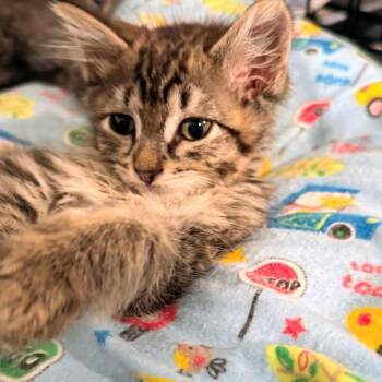 Ashley aka Ash -  Tabby Cat for Adoption - Ashley Aka Ash | PetCurious
