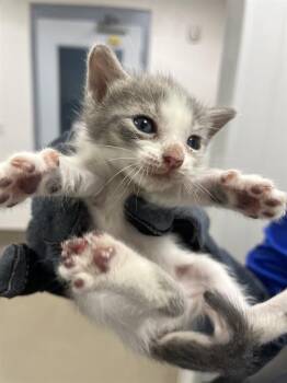 Rescue Domestic Short Hair Cats for Adoption in Fort Lauderdale, Florida - GOOSE | PetCurious