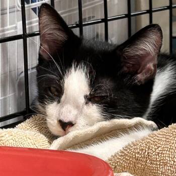 Panda -  Domestic Short Hair Cat for Adoption in Fayetteville, Georgia - Panda | PetCurious