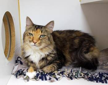 Pearl -  Domestic Long Hair Cat for Adoption in Mansfield, Massachusetts - Pearl | PetCurious