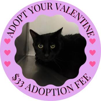 Domestic Short Hair Cats Available for Adoption - SPINACH | PetCurious