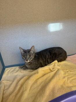 Wilda -  Domestic Short Hair Cat for Adoption in Liverpool, New York - Wilda | PetCurious