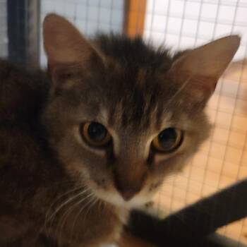 Fiesta -  Domestic Short Hair Cat for Adoption in La Grange, Kentucky - Fiesta | PetCurious
