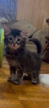 Onyx -  Domestic Medium Hair Cat for Adoption in Johnson City, Tennessee - Onyx | PetCurious