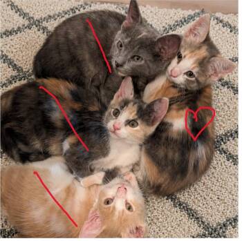 Carissa -  Domestic Short Hair Cat Available for Adoption in Gun Barrel City, Texas - Carissa | PetCurious