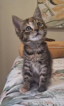 Dahlia - a Bobtail -  American Bobtail and Tabby Cat for Adoption in Stanton, Kentucky - Dahlia - A Bobtail | PetCurious
