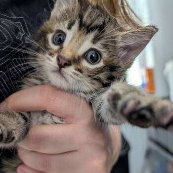 Taffy -  Domestic Long Hair Cat for Adoption in Blair, Wisconsin - Taffy | PetCurious