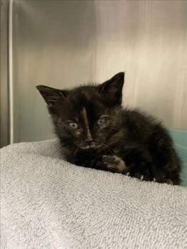 BEA -  Domestic Short Hair Cat for Adoption in Derwood, Maryland - BEA | PetCurious