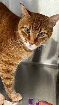 Domestic Short Hair Cats Available for Adoption in Venice, Florida - McLaren | PetCurious