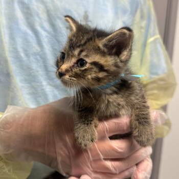 Denver -  Domestic Short Hair Cat for Adoption in Taos, New Mexico - Denver | PetCurious