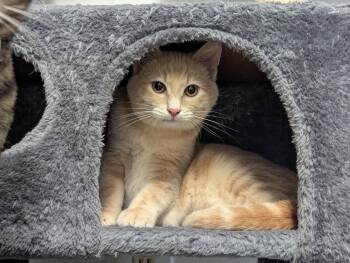 Rescue Domestic Short Hair Cats for Adoption in Shelton, Washington - McScruff | PetCurious