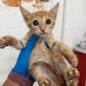 Kerry -  Domestic Short Hair Cat for Adoption in Edinburg, Texas - Kerry | PetCurious