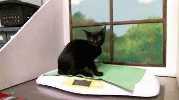 CLARITA -  Domestic Short Hair Cat for Adoption in Houston, Texas - CLARITA | PetCurious