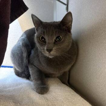 Domestic Short Hair Cats Available for Adoption in Pittsburgh, Pennsylvania - Smokey | PetCurious