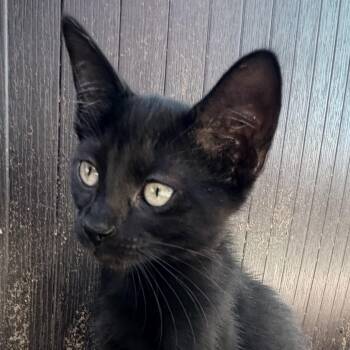 Onyx -  Domestic Medium Hair Cat for Adoption in Denison, Texas - Onyx | PetCurious